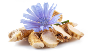 Raíz de achicoria